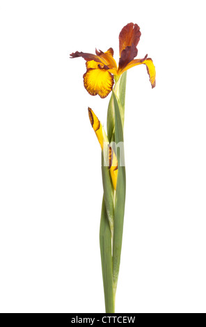 Stelo con un fiore aperto e due gemme di colore giallo e marrone iride spuria isolata contro uno sfondo bianco Foto Stock