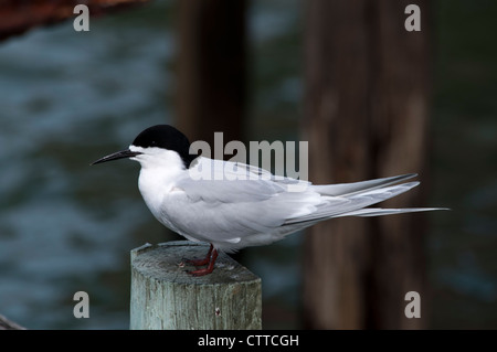 Bianco-fronteggiata Tern in appoggio a Weller Rock sulla penisola di Otago sull'Isola Sud della Nuova Zelanda. Tara-Seeschwalbe rastet. Foto Stock