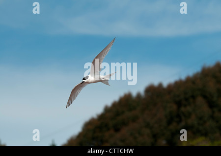 Bianco-fronteggiata Tern sorvolano Weller Rock sulla penisola di Otago sull'Isola Sud della Nuova Zelanda. Im Taraseeschwalbe societé Flug. Foto Stock