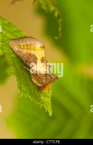 Ottone brunito (Diachrysia chrysitis) 2434 Foto Stock