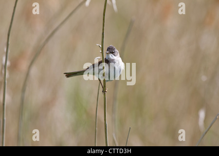 Whitethroat (Sylvia communis) poggiante su canne mentre il foraggio Foto Stock