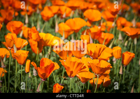 Papavero californiano in un paese di lingua inglese Giardino Foto Stock