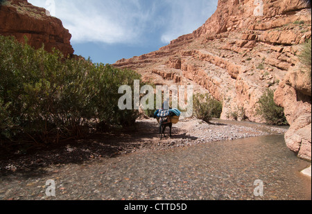 Trekking attraverso il M'Goun Gorges del sud montagne Atlas, Marocco Foto Stock