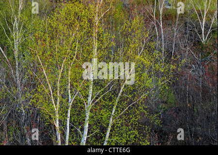 Bianco (betulla Betula papyrifera) emergenti foglie, maggiore Sudbury, Ontario, Canada Foto Stock