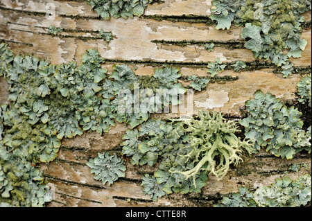 Bianco (betulla Betula papyrifera) Dettaglio della corteccia con i licheni maggiore Sudbury, Ontario, Canada Foto Stock