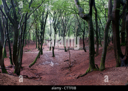 Bosco in Olanda con alberi decidui quercia e faggio in verde e rosso Foto Stock