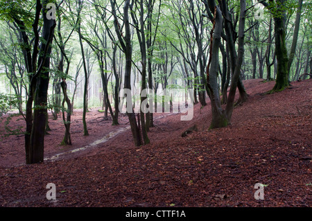 Bosco in Olanda con alberi decidui quercia e faggio in verde e rosso Foto Stock