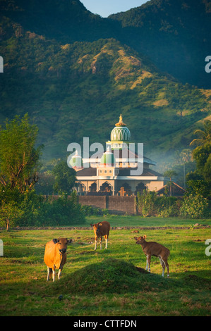 Le mucche pascolano nei pressi di una moschea del villaggio sul mare di Pemuteran, Bali, Indonesia presto una mattina. Foto Stock