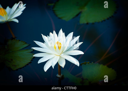 Un bel bianco fiore di loto visto in Bali, Indonesia. Foto Stock