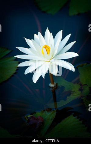 Un bel bianco fiore di loto visto in Bali, Indonesia. Foto Stock