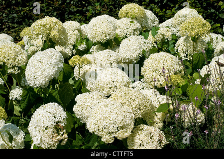 Hydrangea arborescens " Annabelle' Foto Stock