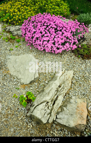 Giardino alpino di piante in fiore rosa alpina Dianthus- Sig.ra Holt e Sedum stenopetalum- Douglassii Hardy, maggiore Sudbury, Ontario, Canada Foto Stock