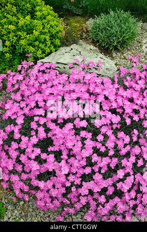 Giardino alpino di piante in fiore rosa alpina Dianthus- Sig.ra Holt e Sedum stenopetalum- Douglassii Hardy, maggiore Sudbury, Ontario, Canada Foto Stock