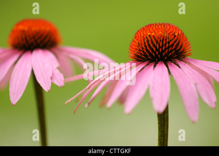 Fiori da Giardino purple coneflowers (Echinacea purpurea) Wanup, Ontario, Canada Foto Stock