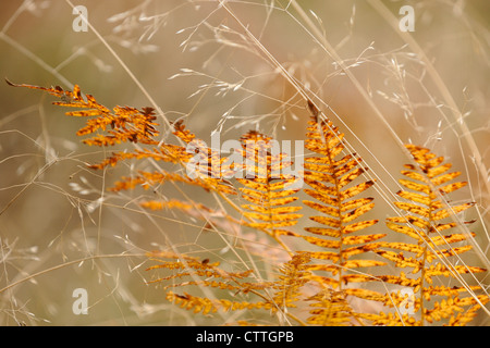 Bracken fern (Pteridium aquilinum) In autunno con maggiore hairgrass Sudbury, Ontario, Canada Foto Stock