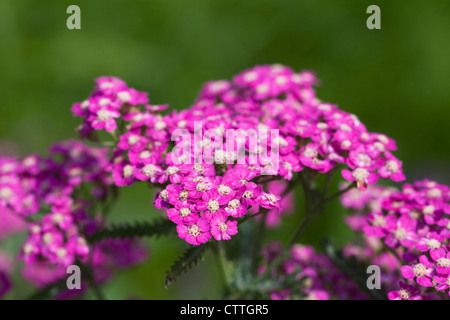 Achillea millefolium. Yarrow crescono nel giardino. Foto Stock