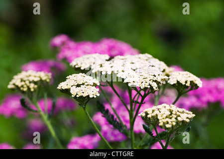 Achillea millefolium. Yarrow crescono nel giardino. Foto Stock