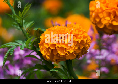 Tagetes erecta. Tagete africano che cresce in giardino. Foto Stock