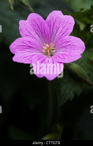 Geranio cresce nel giardino. Foto Stock