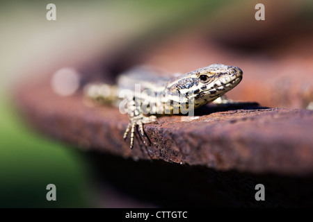 Podarcis muralis. Europaean lucertola muraiola. Foto Stock