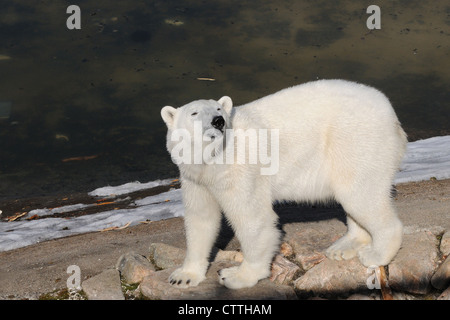 Orso polare, Ursus maritimus, Circolo Polare Artico, Finlandia, Europa Foto Stock