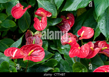 Anthurium (Flamingo fiore) Foto Stock