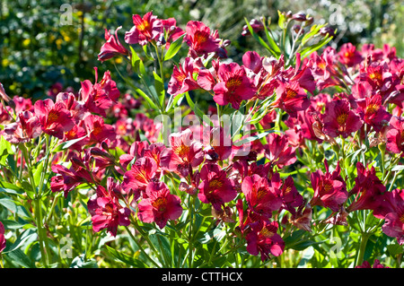 Alstroemeria "Tessa' - giglio Peruviano Foto Stock