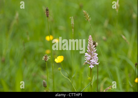 Avvistato comune, orchidea Dactylorhiza fuchsia Foto Stock