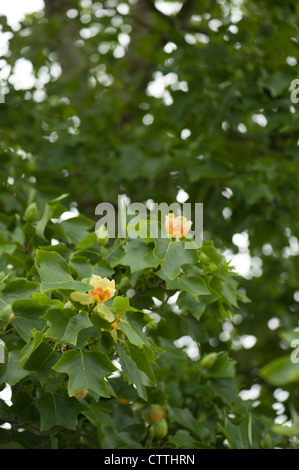 Liriodendron Tulipifera, Tulip albero in fiore Foto Stock