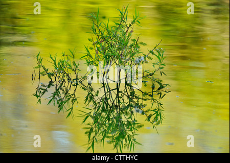 Willow (Salix spp.) foglie in stagno, Audubon Rookery, Venezia, Florida, Stati Uniti d'America Foto Stock