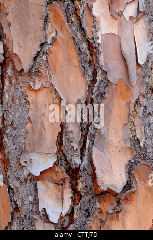 Foglie lunghe pine (Pinus palustris) Abbaio dettaglio, Oscar Scherer del parco statale, Florida, Stati Uniti d'America Foto Stock