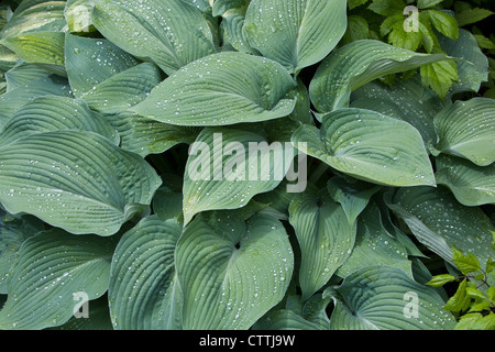 Le foglie di una Blu Hosta impianto (Pyrenees-Atlantiques) closeup con gocce di pioggia Foto Stock