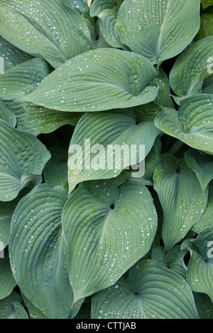 Le foglie di una Blu Hosta impianto (Pyrenees-Atlantiques) closeup con gocce di pioggia Foto Stock