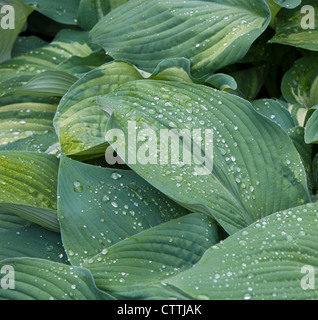 Le foglie di una Blu Hosta impianto (Pyrenees-Atlantiques) closeup con gocce di pioggia Foto Stock