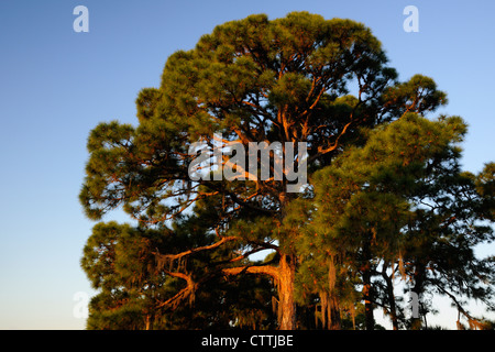 Foglie lunghe (Pinus palustris) alberi, Audubon Rookery, Venezia, Florida, Stati Uniti d'America Foto Stock