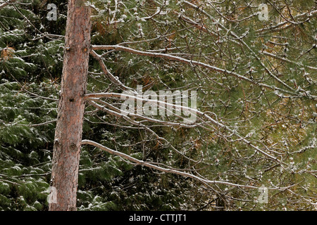 Red pine (Pinus resinosa) tronco con Eastern white pine (Pinus strobus), maggiore Sudbury, Ontario, Canada Foto Stock