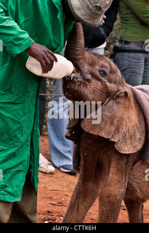 Elefante africano di vitello, Loxodonta africana, bere latte da una bottiglia, Sheldrick l'Orfanotrofio degli Elefanti, Nairobi, Kenya, Africa Foto Stock