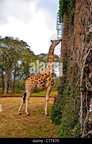 Rothschild o Baringo, Giraffa camelopardalis Giraffa Rothschild, essendo alimentato in corrispondenza di una finestra di Giraffe Manor, Nairobi, Kenya, Africa Foto Stock