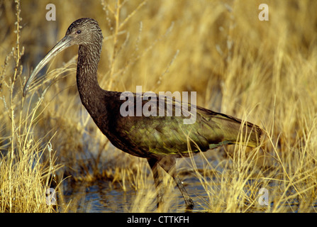 Di fronte bianco-IBIS (PLEGADIS CHIHI) Foto Stock
