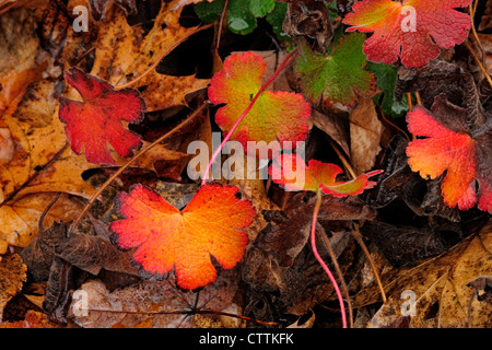 Foglie di geranio in autunno, maggiore Sudbury, Ontario, Canada Foto Stock