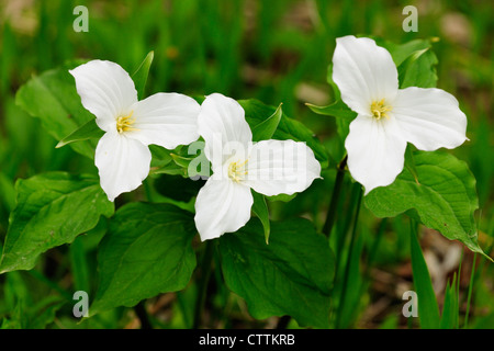 A FIORE GRANDE Trillium (Trillium grandiflorum), maggiore Sudbury, Ontario, Canada Foto Stock