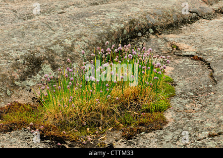 Erba cipollina selvatica (Allium schoenoprasum) fioritura in affioramenti di roccia, mulini a Kingston, Ontario, Canada Foto Stock