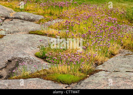 Erba cipollina selvatica (Allium schoenoprasum) fioritura in affioramenti di roccia, mulini a Kingston, Ontario, Canada Foto Stock