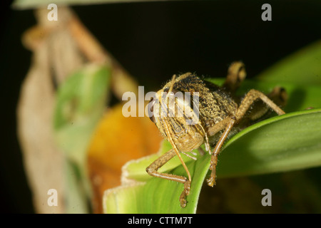 Grasshopper sulla lamina Foto Stock