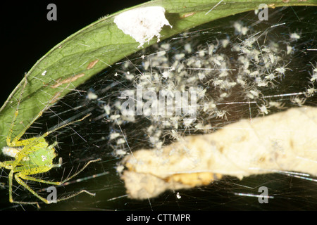 Verde spider lynx con giovani ragni Foto Stock