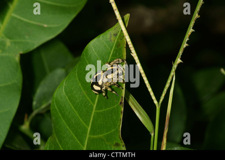 Phidippus jumping spider sulla lamina Foto Stock