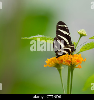 Zebra Longwing Butterfly (Heliconius charitonius) Foto Stock