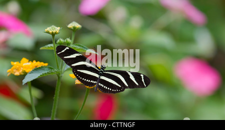 Zebra Longwing Butterfly (Heliconius charitonius) Foto Stock