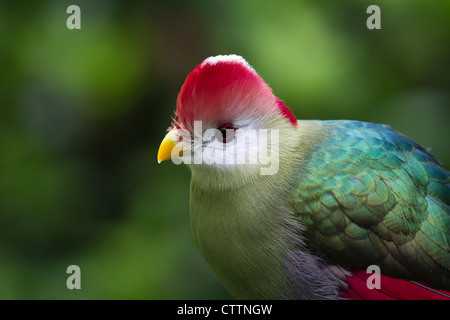 Red crested's Turaco (Tauraco erithrolophus) Foto Stock