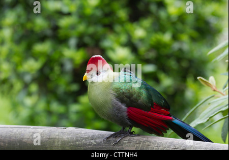 Red crested's Turaco (Tauraco erithrolophus) Foto Stock